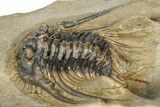 Spiny Leonaspis Trilobite - Atchana, Morocco #315945-2